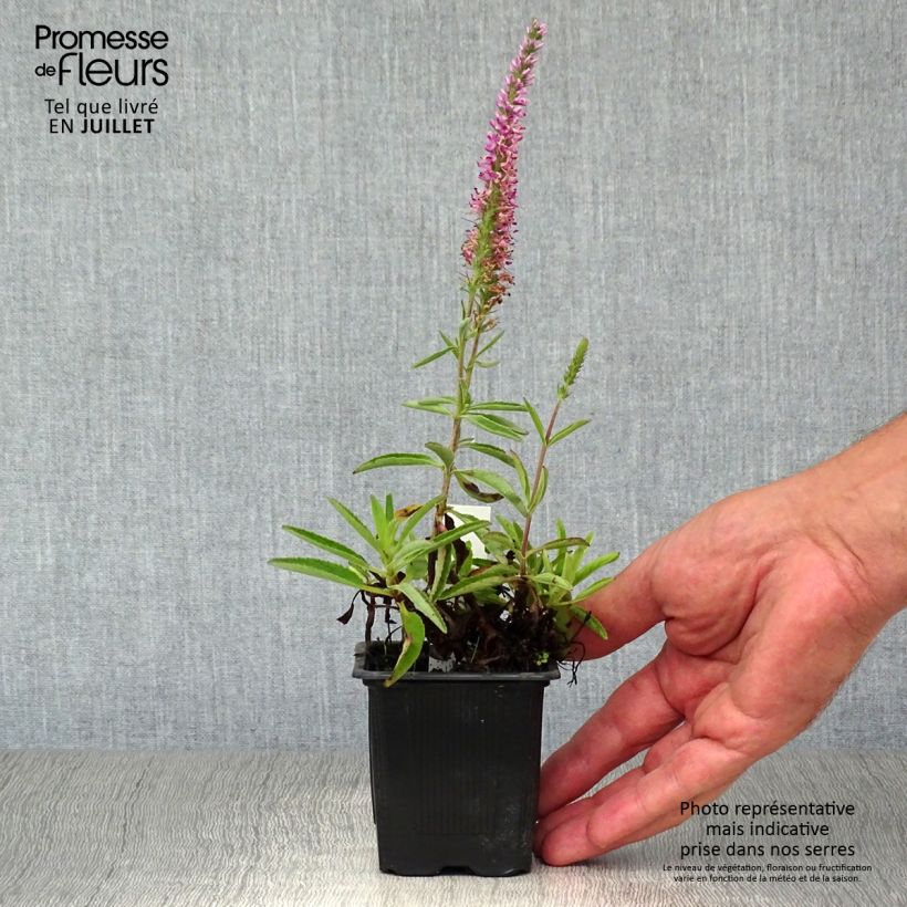 Esemplare di Veronica spicata Barcarolle Vasetto da 8/9 cm consegnato in estate