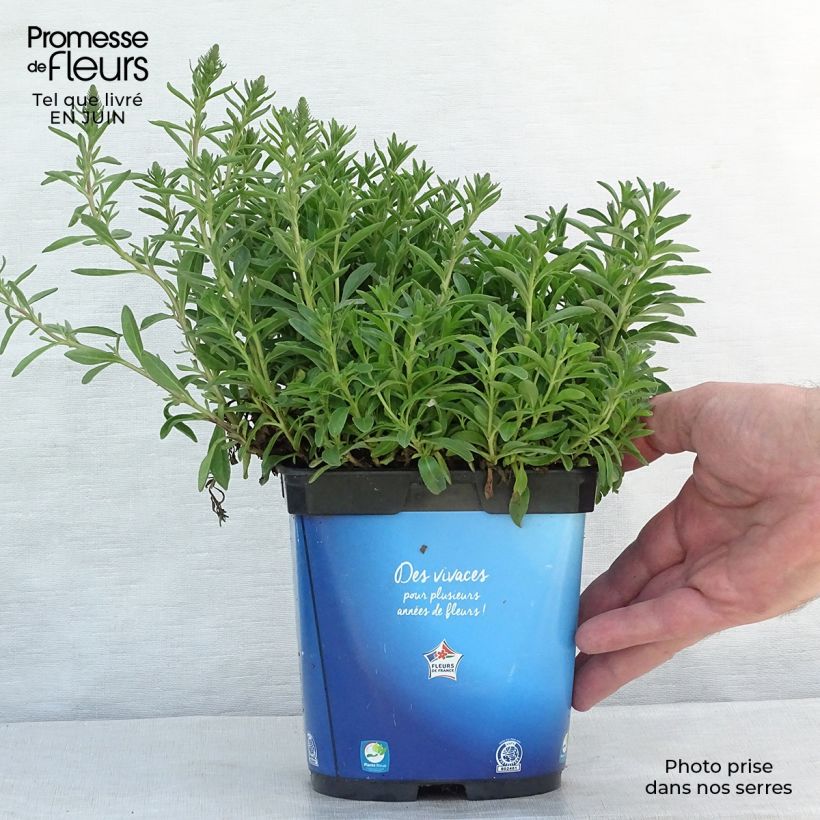 Esemplare di Veronica spicata Nana Blue Vaso da 2L/3L consegnato in estate