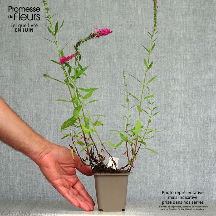 Esemplare di Veronica spicata Rotfuchs Vasetto da 8/9 cm consegnato in estate
