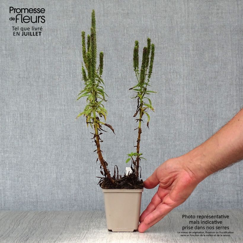 Esemplare di Veronica spicata Royal Candles Vasetto da 8/9 cm consegnato in estate