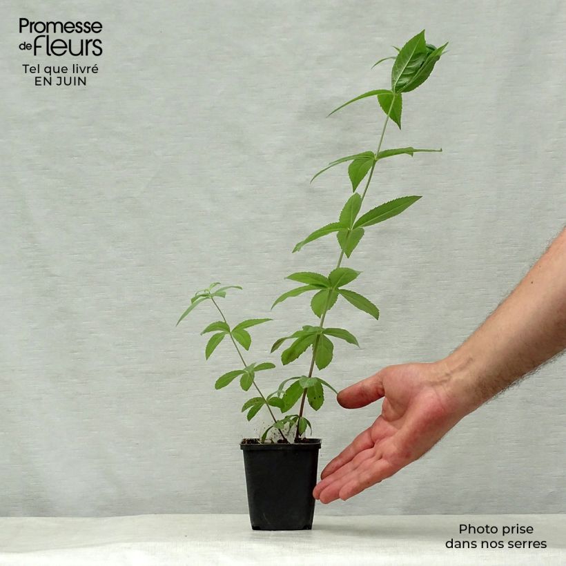 Esemplare di Veronicastrum virginicum Adoration Vasetto da 8/9 cm consegnato in estate