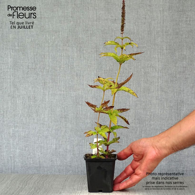 Esemplare di Veronicastrum virginicum Cupid Vasetto da 8/9 cm consegnato in estate