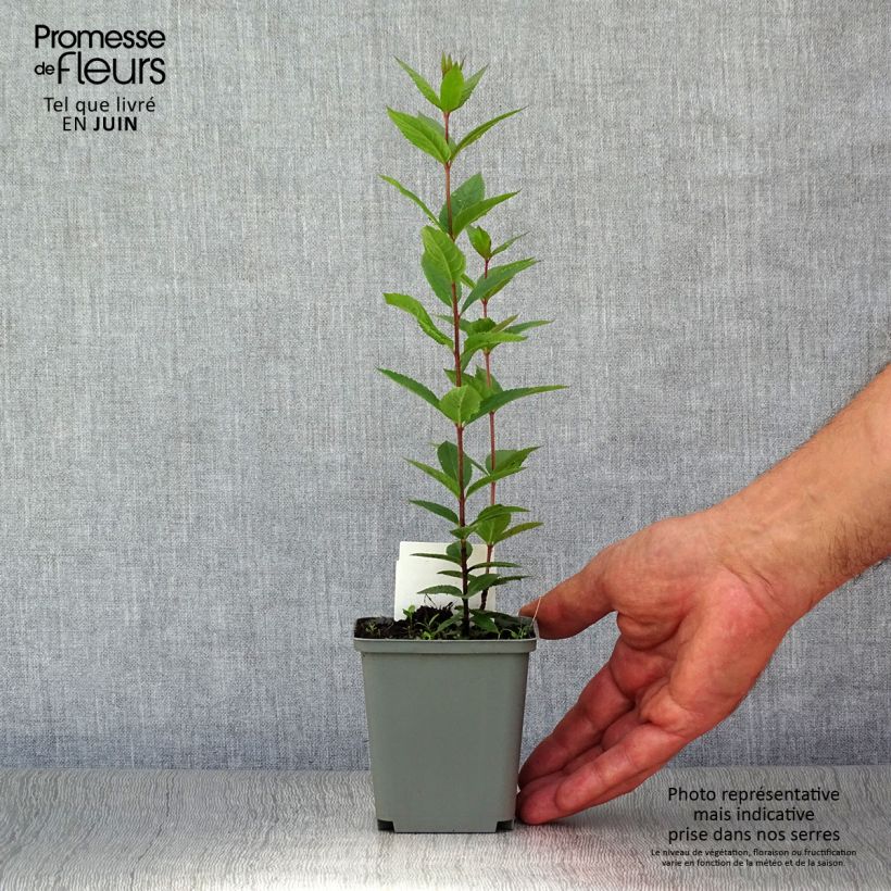 Esemplare di Veronicastrum virginicum Erica Vasetto da 8/9 cm consegnato in estate