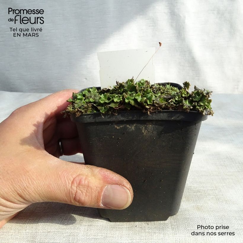 Veronicastrum virginicum Green Tip Vasetto da 8/9 cm esemplare consegnato in inverno