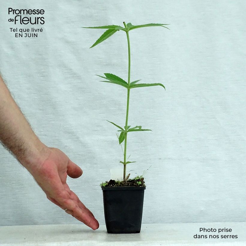Esemplare di Veronicastrum virginicum Lavendelturm Vasetto da 8/9 cm consegnato in estate