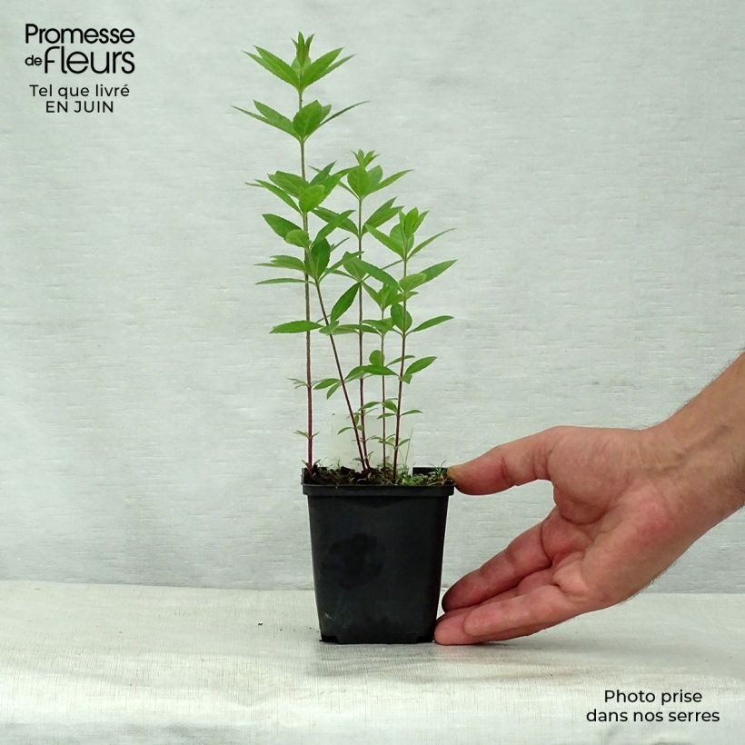 Esemplare di Veronicastrum virginicum Pink Glow Vasetto da 8/9 cm consegnato in estate