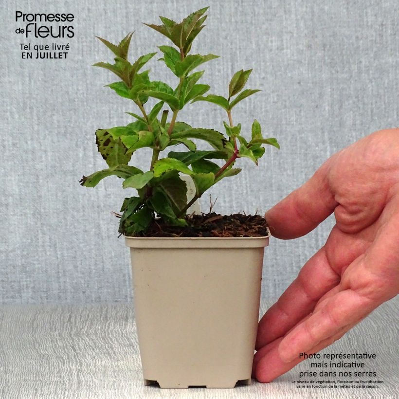 Esemplare di Veronicastrum virginicum Red Arrows Vasetto da 8/9 cm consegnato in estate