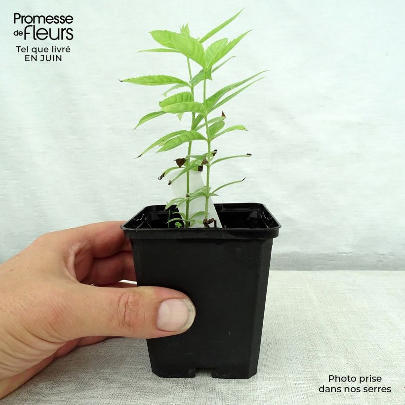 Esemplare di Veronicastrum virginicum Spring Dew Vasetto da 8/9 cm consegnato in estate