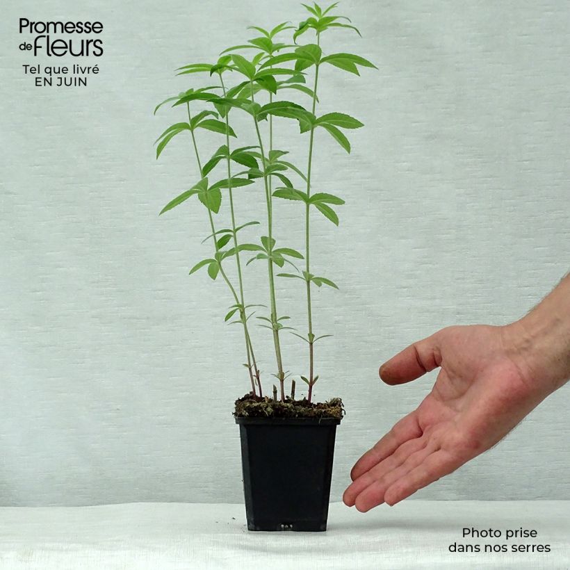 Esemplare di Veronicastrum virginicum Temptation Vasetto da 8/9 cm consegnato in estate