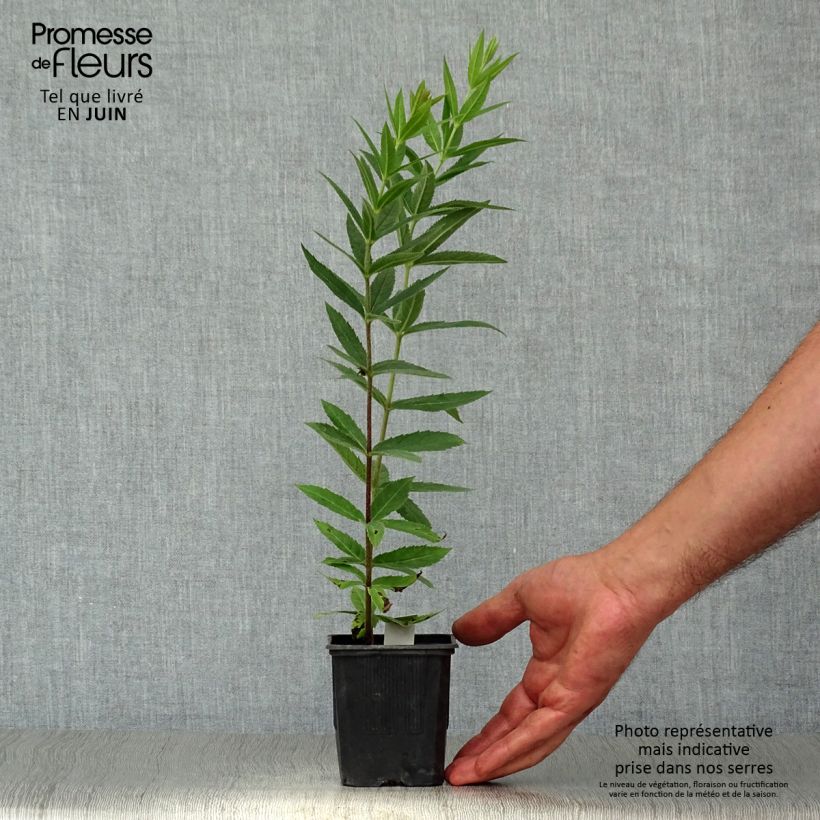 Esemplare di Veronicastrum virginicum var. album Vasetto da 8/9 cm consegnato in estate