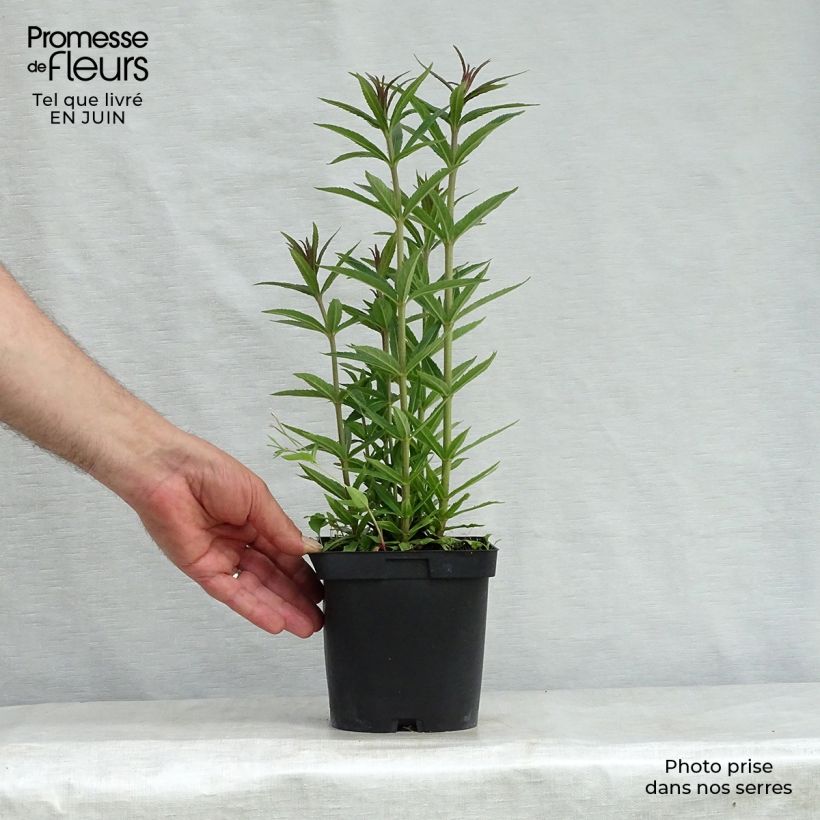 Esemplare di Veronicastrum virginicum var. album Vaso da 2L/3L consegnato in estate