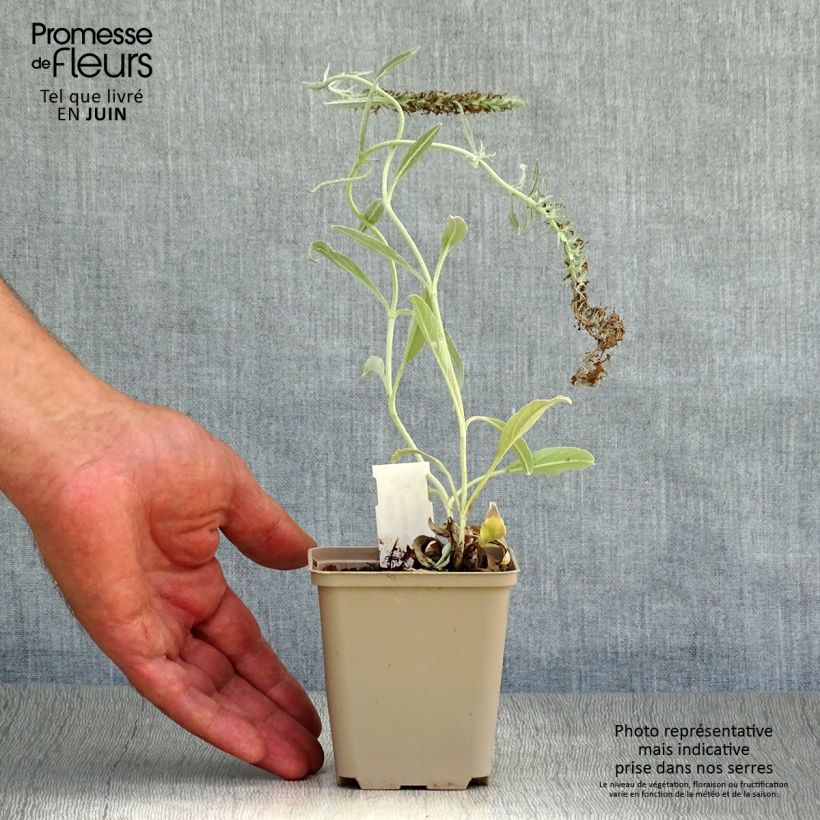 Esemplare di Veronica spicata subsp. incana Silbersee Vasetto da 8/9 cm consegnato in estate