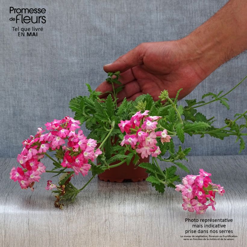 Verbena Superbena Royale Peachy Keen Vasetto da 8/9 cm esemplare consegnato in primavera