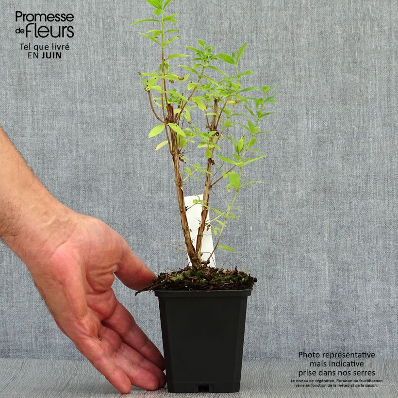 Esemplare di Aloysia triphylla Vasetto da 7/8 cm consegnato in estate