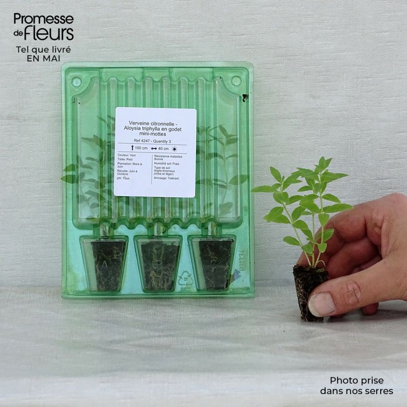 Aloysia triphylla Mini zolla Ø 1,5/2,5 cm esemplare consegnato in primavera