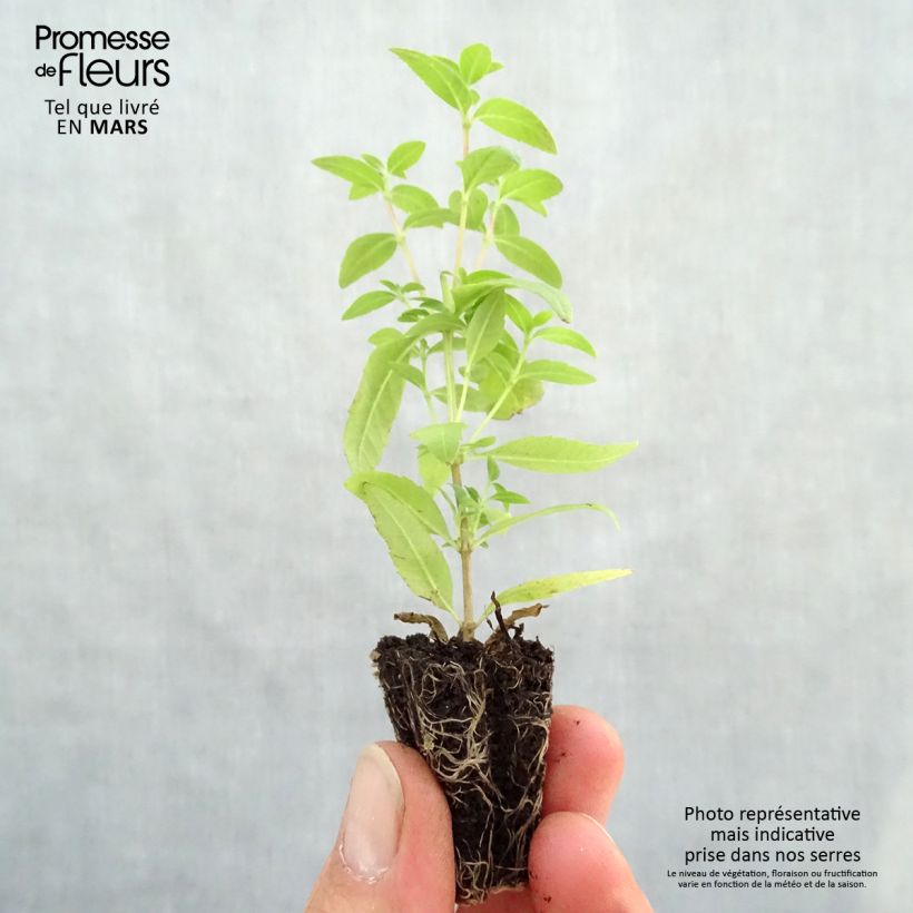 Aloysia citriodora - Verbena odorosa mini zolla... esemplare consegnato in primavera
