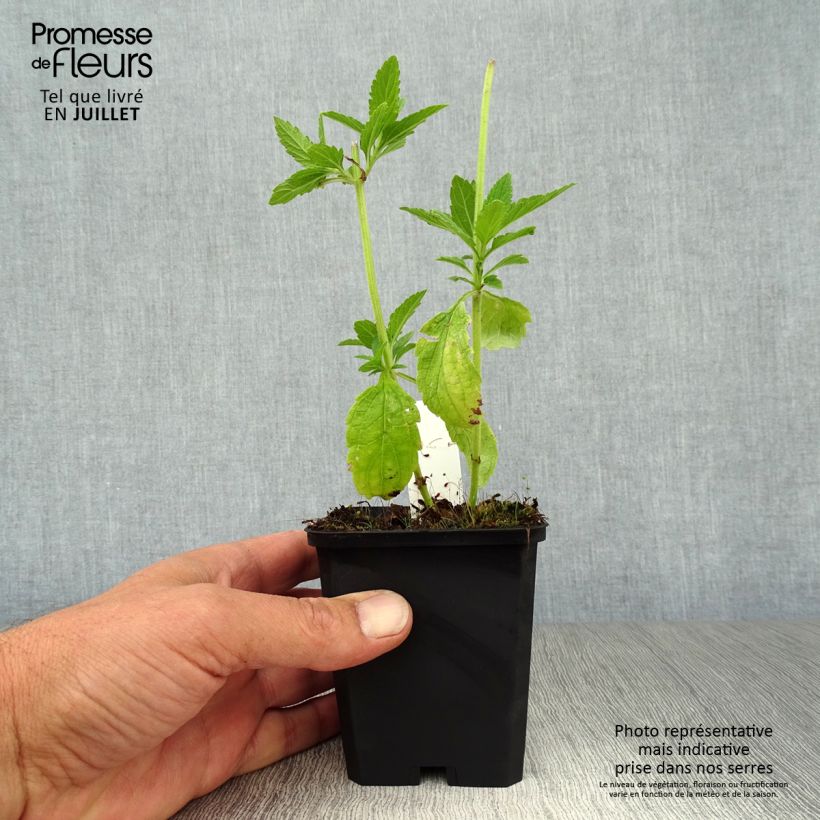 Esemplare di Verbena hastata White Spires Vasetto da 8/9 cm consegnato in estate