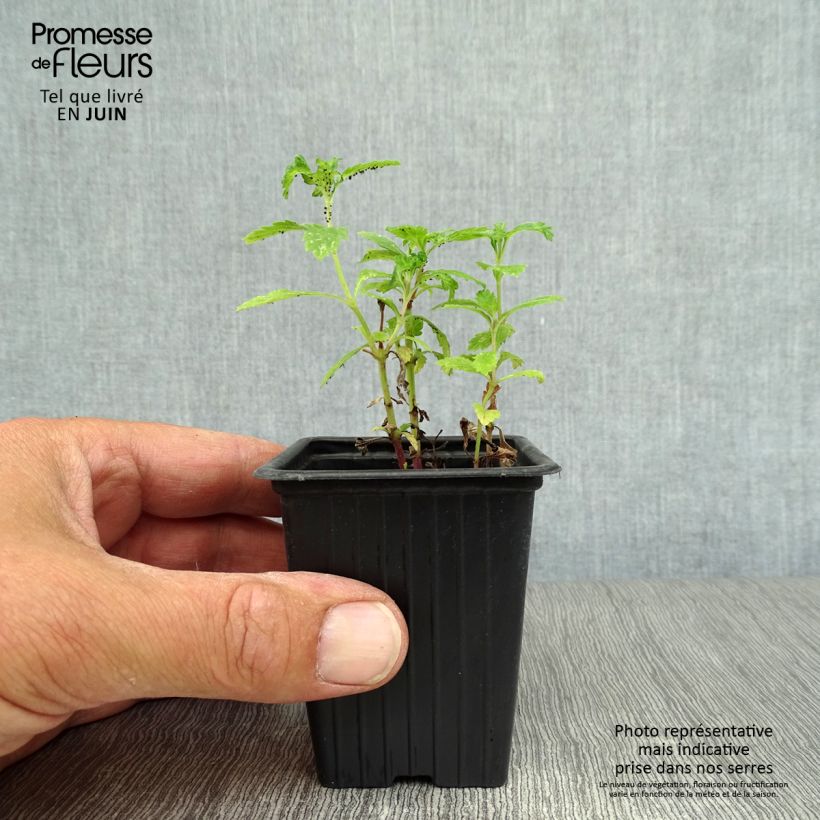 Esemplare di Verbena officinalis Bio - Verbena comune Vasetto da 7/8 cm consegnato in estate