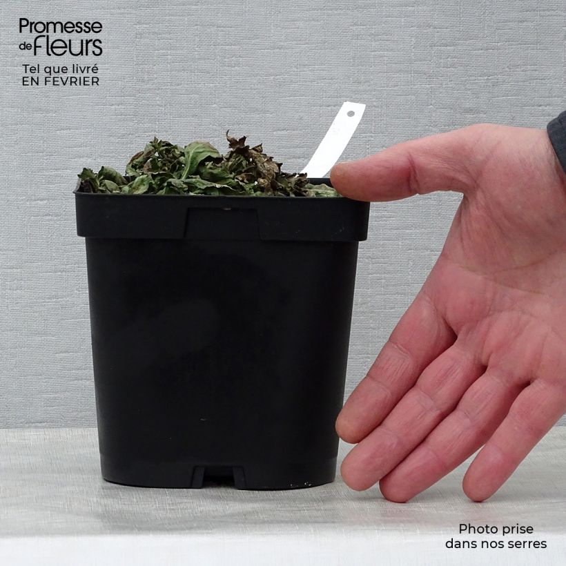 Verbena officinalis - Verbena comune Vaso da 2L/3L esemplare consegnato in inverno