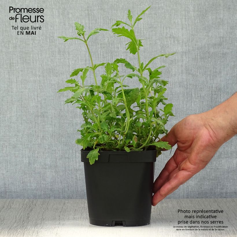 Verbena officinalis - Verbena comune Vaso da 2L/3L esemplare consegnato in primavera