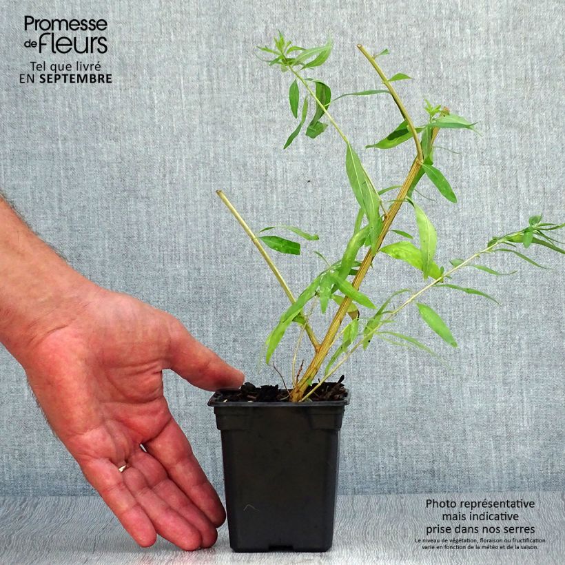 Esemplare di Aloysia citriodora - Verbena odorosa mini zolla... come consegnato in autunno