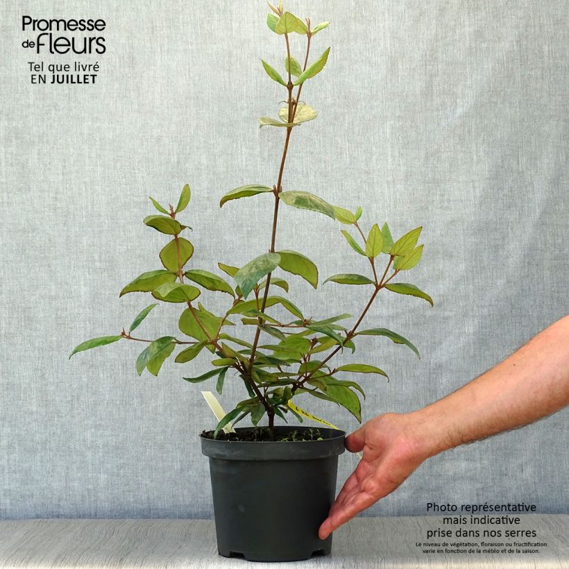 Esemplare di Viburnum burkwoodii Vaso da 3L/4L consegnato in estate