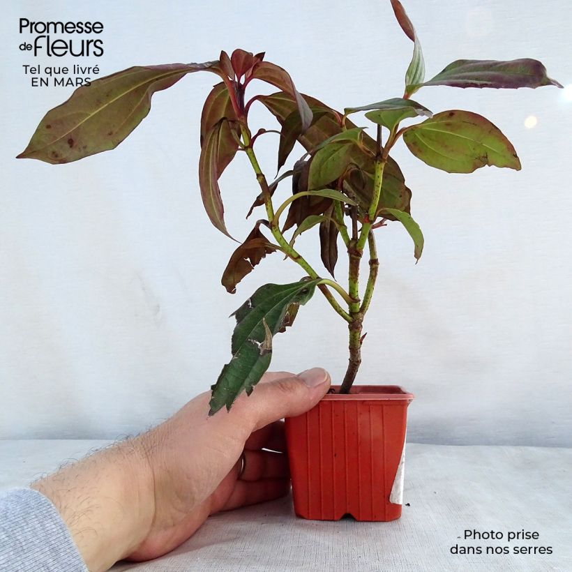 Viburnum davidii Vasetto da 8/9 cm esemplare consegnato in primavera
