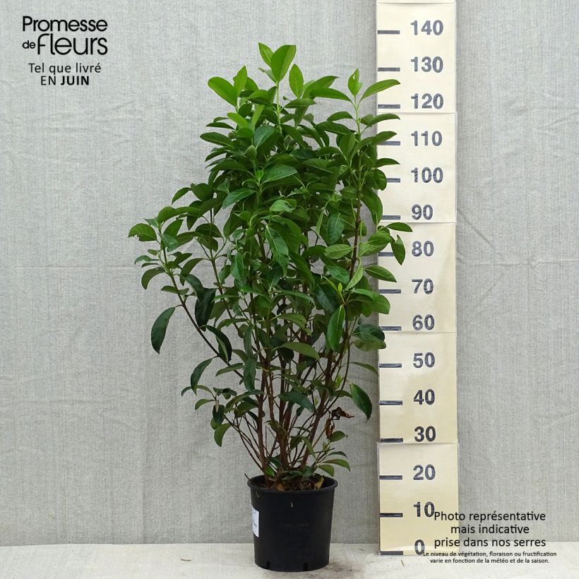 Esemplare di Viburnum lucidum - Viburno lucido Vaso da 2L/3L consegnato in estate