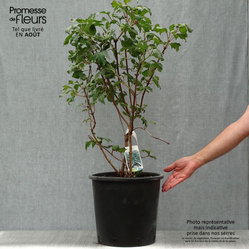 Esemplare di Viburnum sargentii Onondaga Vaso da 18L/20L consegnato in estate