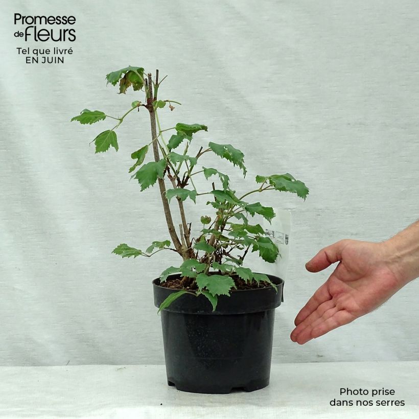 Esemplare di Viburnum sargentii Onondaga Vaso da 2L/3L consegnato in estate