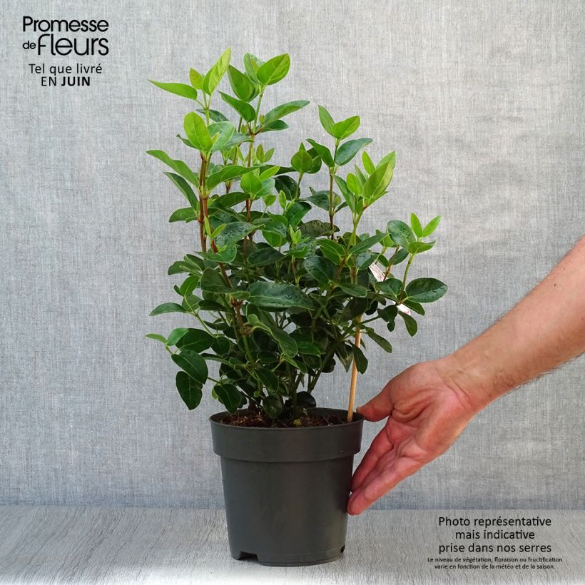 Esemplare di Viburnum tinus Eve Price Vaso da 2L/3L consegnato in estate
