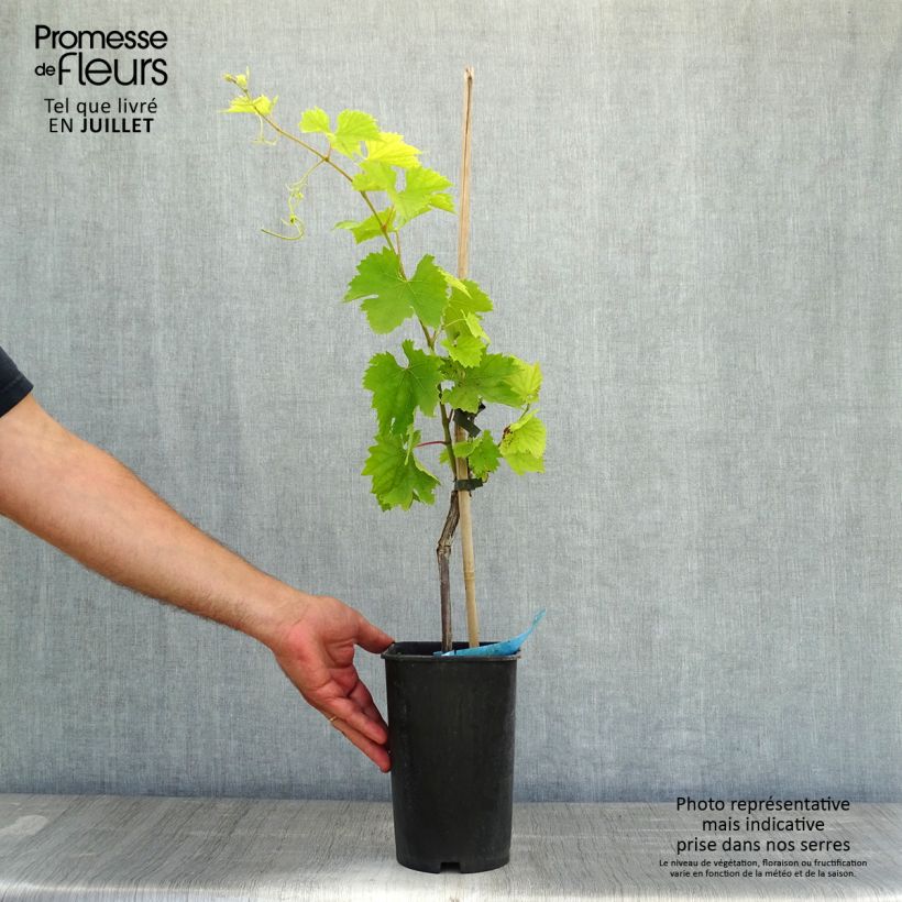 Esemplare di Vite Ampelia Amandin Vaso da 2L/3L consegnato in estate