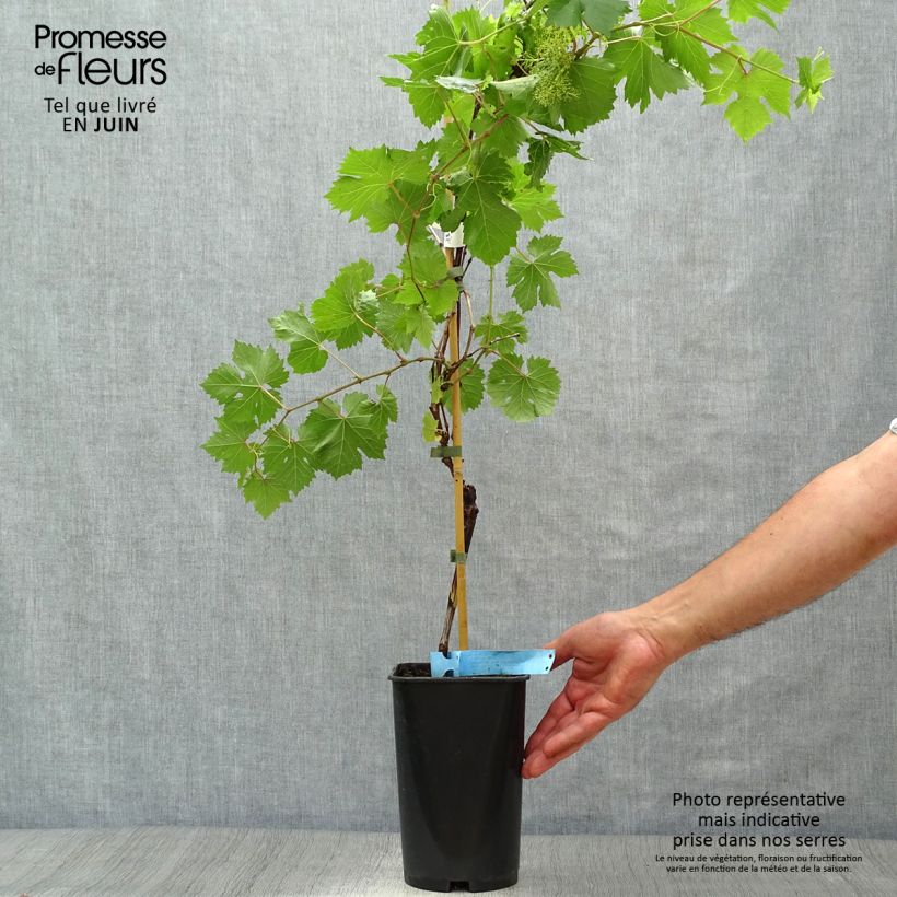 Esemplare di Vite Ampelia Perdin Vaso da 2L/3L consegnato in estate