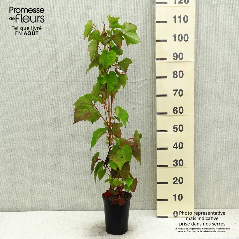 Esemplare di Vitis amurensis Amurensis - Vite dell'Amur Vaso da 3L/4L consegnato in estate