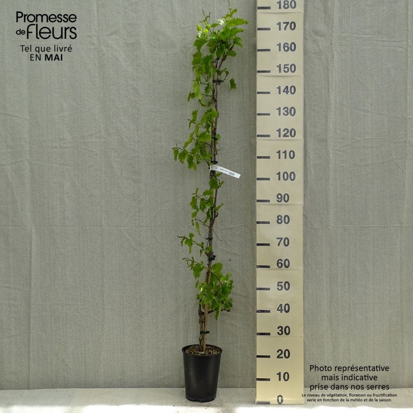 Vite EVITA Vaso da 4L/5LAltezza consegnata circa 100/150cm esemplare consegnato in primavera