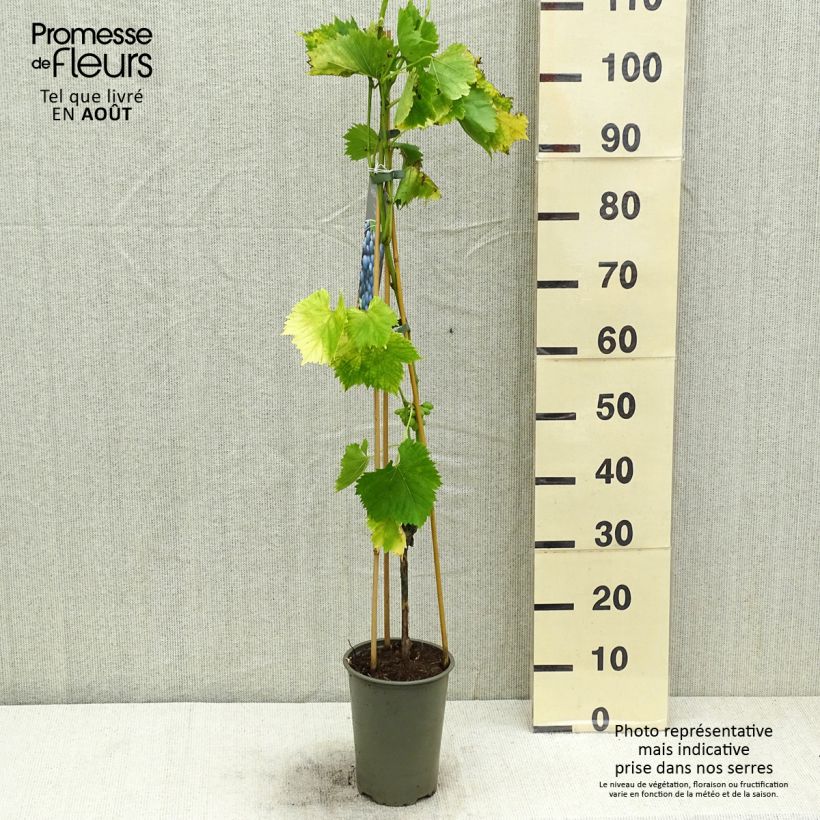 Esemplare di Vite Regent Vaso da 3L/4L consegnato in estate