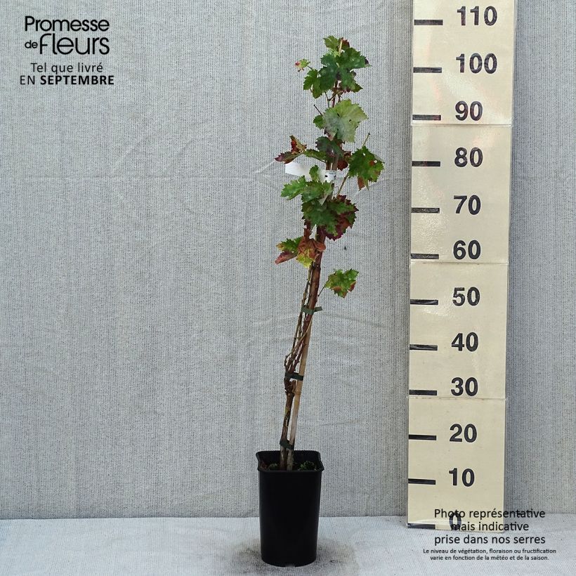 Esemplare di Vite Roi des Précoces Vaso da 2L/3L consegnato in estate