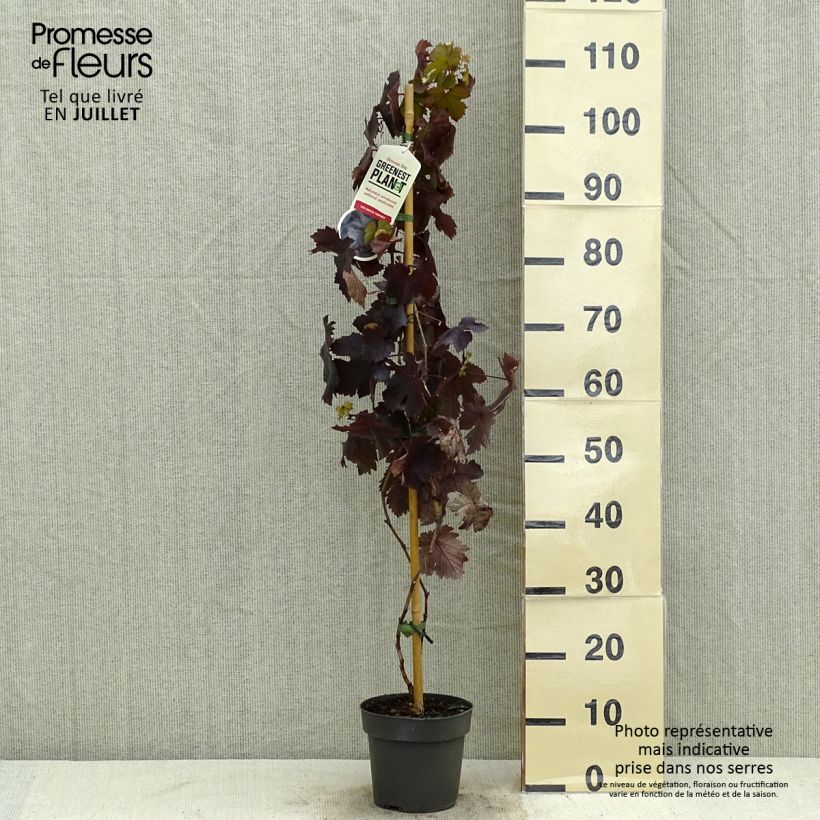 Esemplare di Vite Purpurea Vaso da 2L/3L consegnato in estate