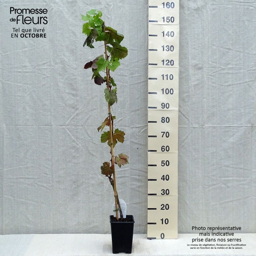 Esemplare di Vite Aperina Nera Vaso da 1,5L/2LAltezza consegnata circa 110/120cm come consegnato in autunno