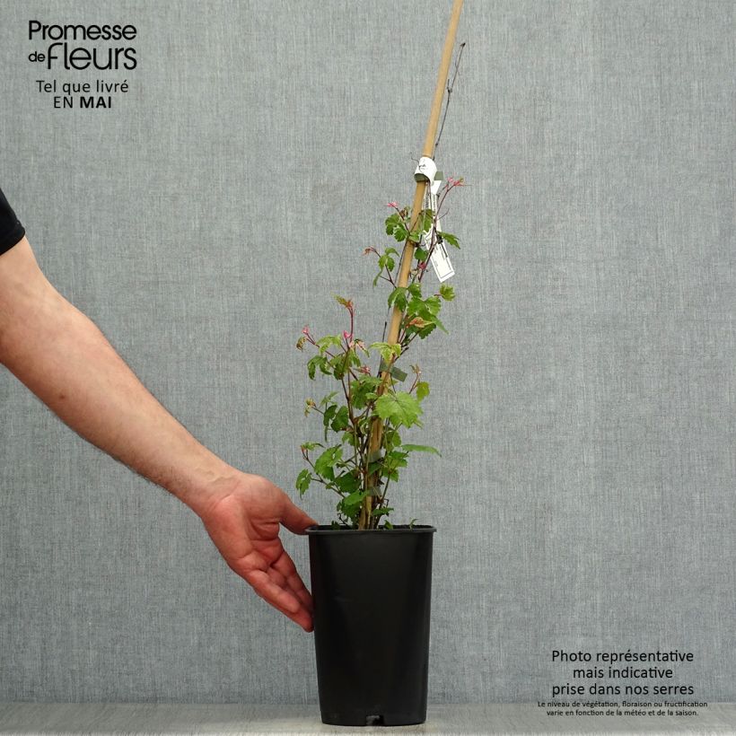 Ampelopsis brevipedunculata Elegans Vaso da 1,5L/2L esemplare consegnato in primavera