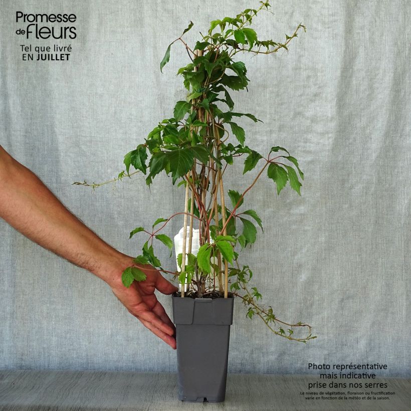 Esemplare di Parthenocissus quinquefolia Engelmannii - Vite americana Vaso da 2L/3L consegnato in estate
