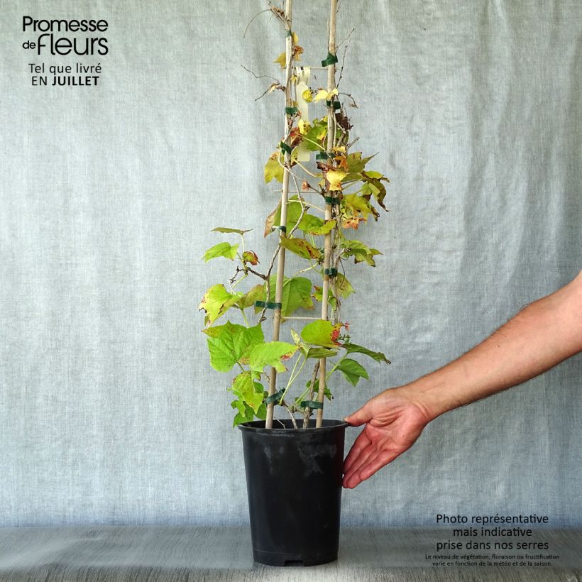Esemplare di Parthenocissus tricuspidata Fenway Park Vaso da 4L/5L consegnato in estate