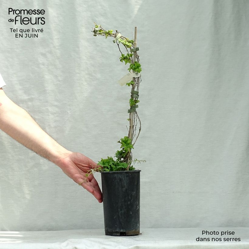 Esemplare di Parthenocissus tricuspidata Lowii Vaso da 2L/3L consegnato in estate