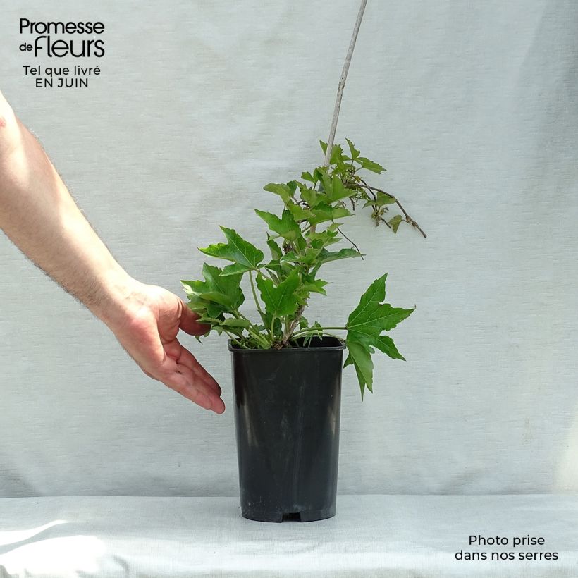 Esemplare di Parthenocissus tricuspidata Minutifolia Vaso da 2L/3L consegnato in estate
