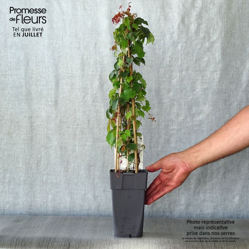 Esemplare di Parthenocissus tricuspidata Veitchii Vaso da 2L/3L consegnato in estate