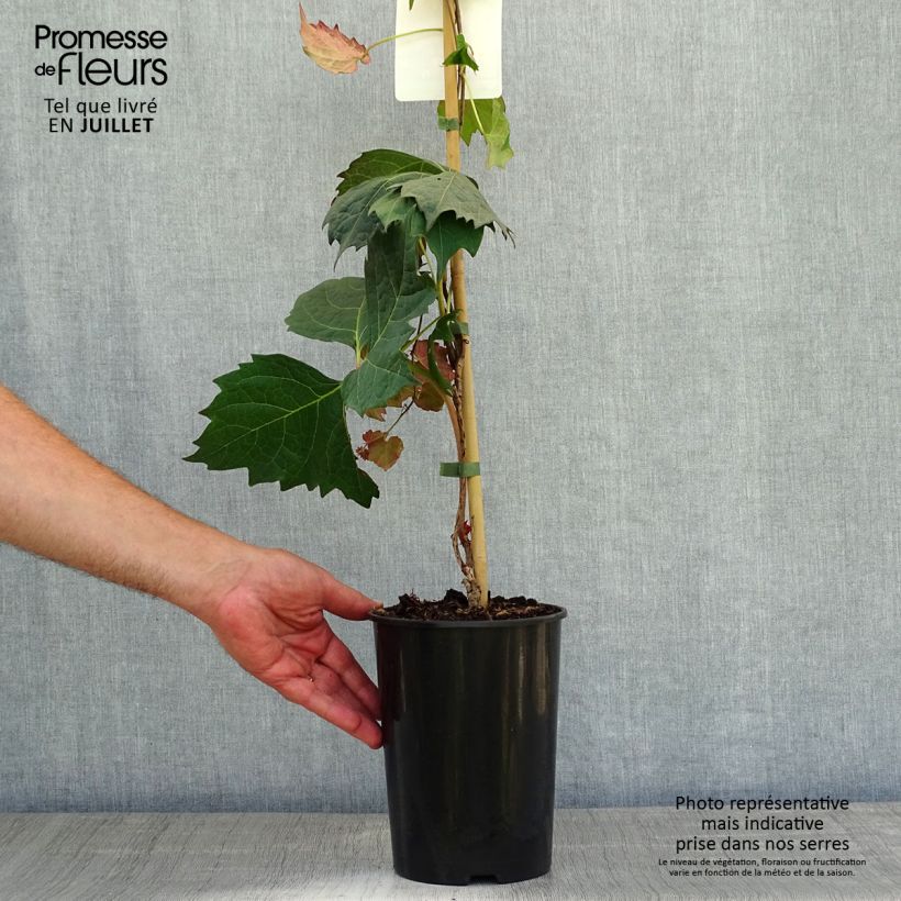 Esemplare di Parthenocissus tricuspidata Atropurpurea Vaso da 2L/3L consegnato in estate