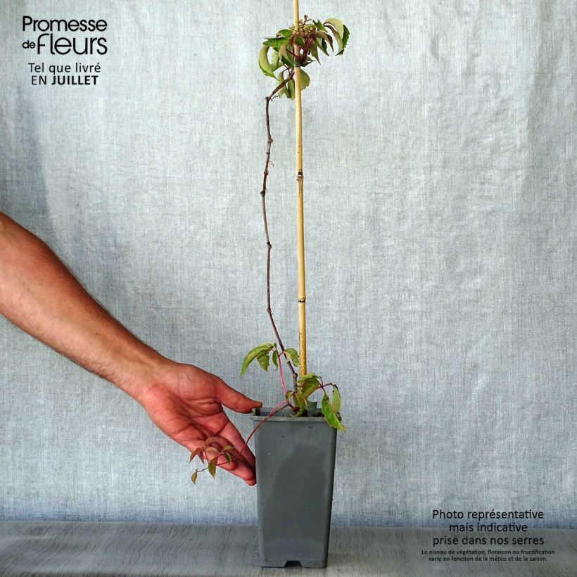 Esemplare di Parthenocissus henryana - Vite del Canada Vaso da 2L/3L consegnato in estate