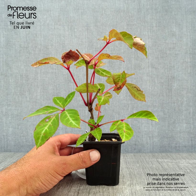 Esemplare di Parthenocissus henryana - Vite del Canada Vasetto da 8/9 cm consegnato in estate