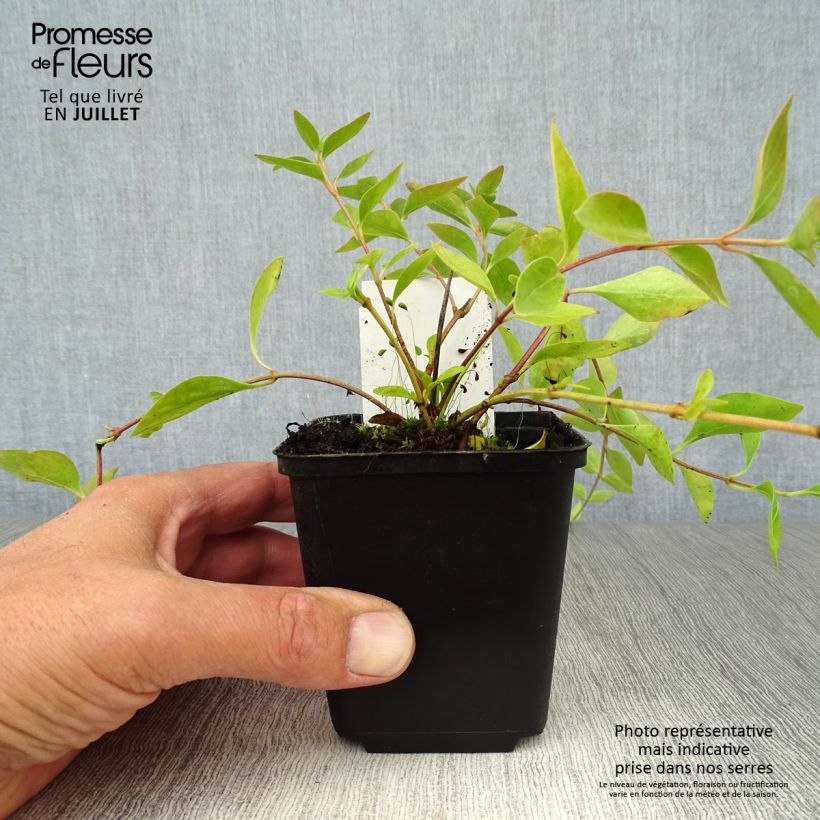 Esemplare di Vinca major Alba - Pervinca maggiore Vasetto da 8/9 cm consegnato in estate