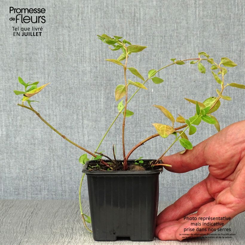 Esemplare di Vinca major - Pervinca maggiore Vasetto da 7/8 cm consegnato in estate